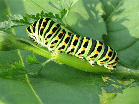 caterpillar identification pictures.